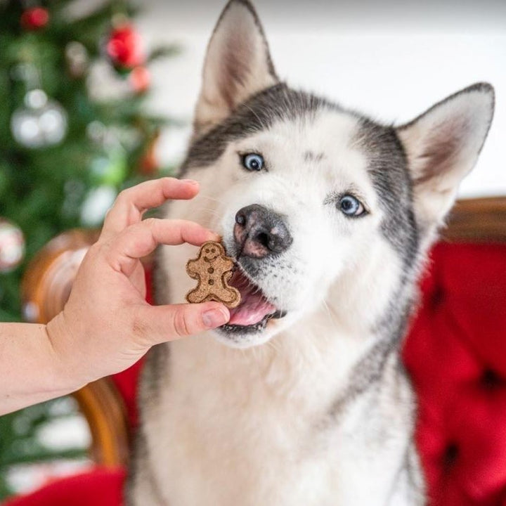 Ultimate Christmas Gift Guide for Dogs