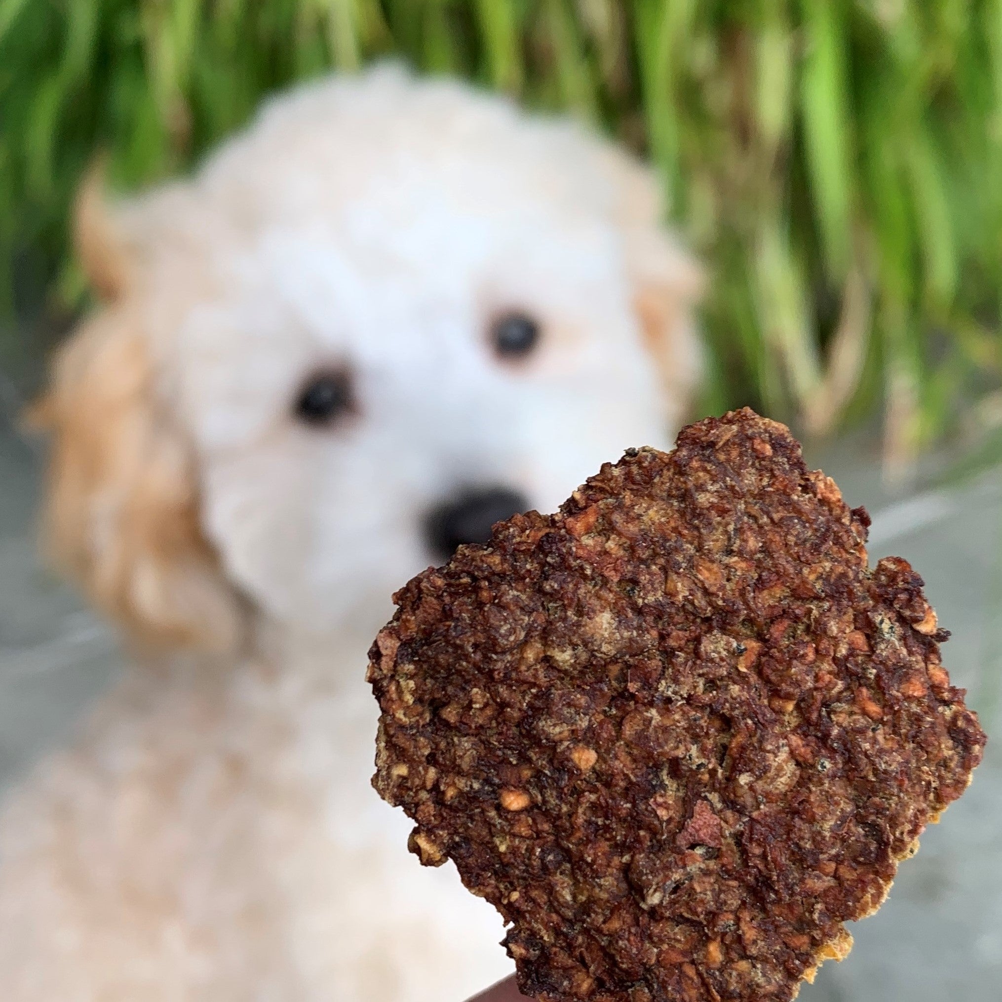 Close-up of The Treatery Thins Emu Apple & Mint dog treat, light crunchy healthy dog snack.