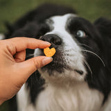 Dog being offered sweet potato dog cookies shaped like hearts.