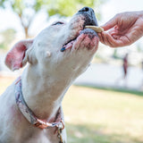 Dog eating Fish, Coconut & Dill Thins, light wafer dog treat with coconut for fresh breath.
