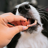 Dog eating crunchy beetroot biscuits for dogs from hand.