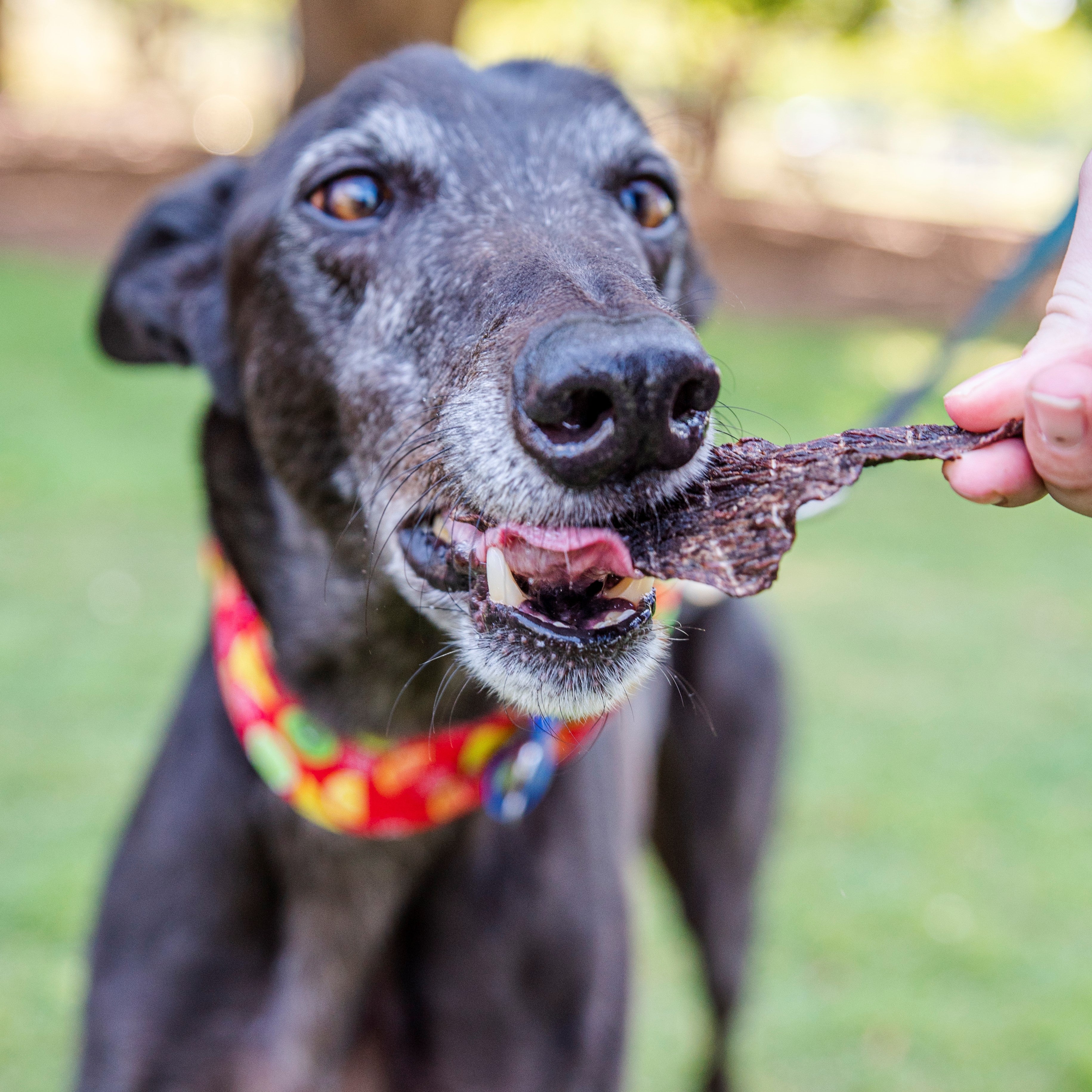 Dog eating natural emu strips for dogs, chewy high-protein treat great for sensitive stomachs.