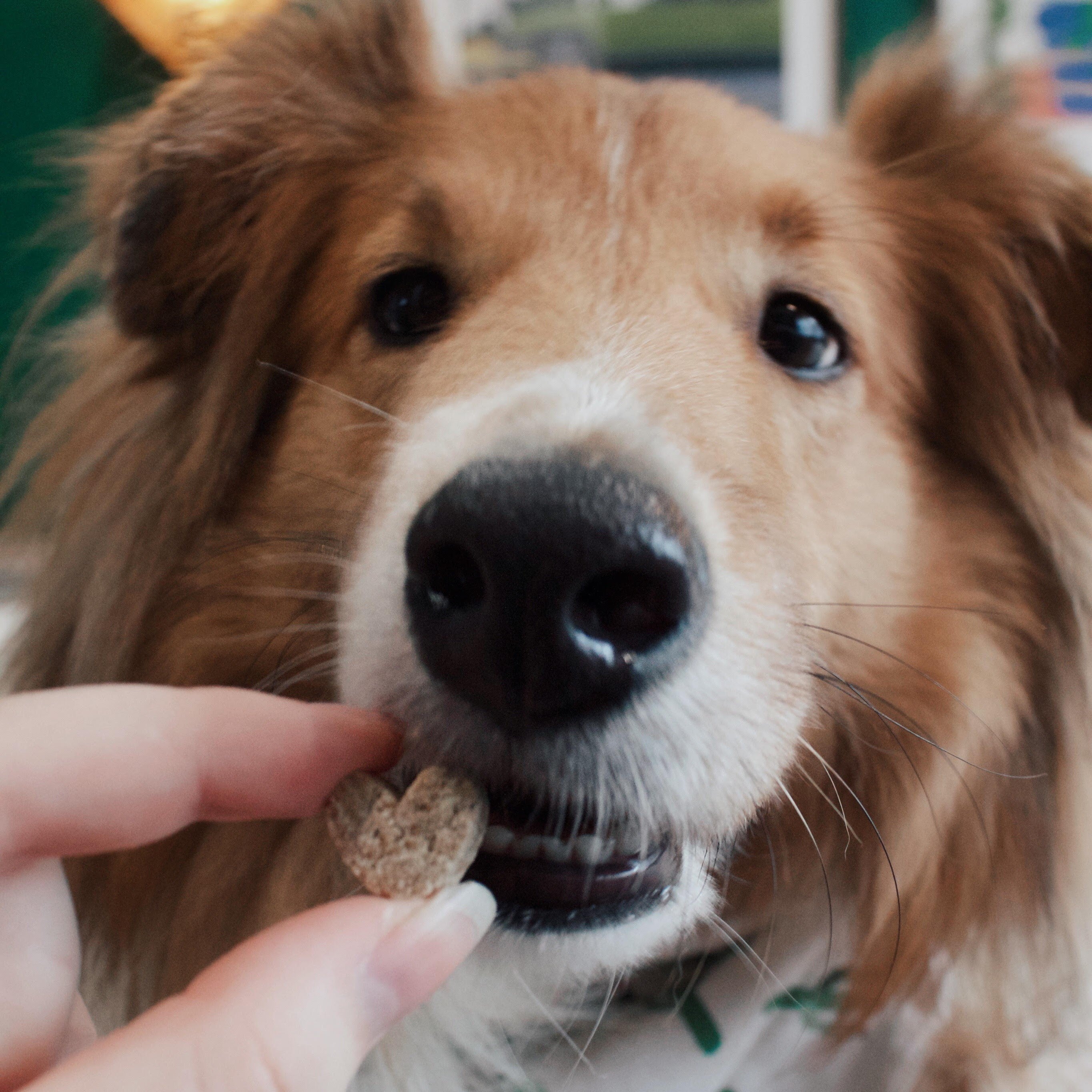 Dog enjoying carob cookies for dogs made with strawberry flavor.