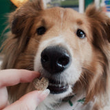 Dog enjoying carob cookies for dogs made with strawberry flavor.