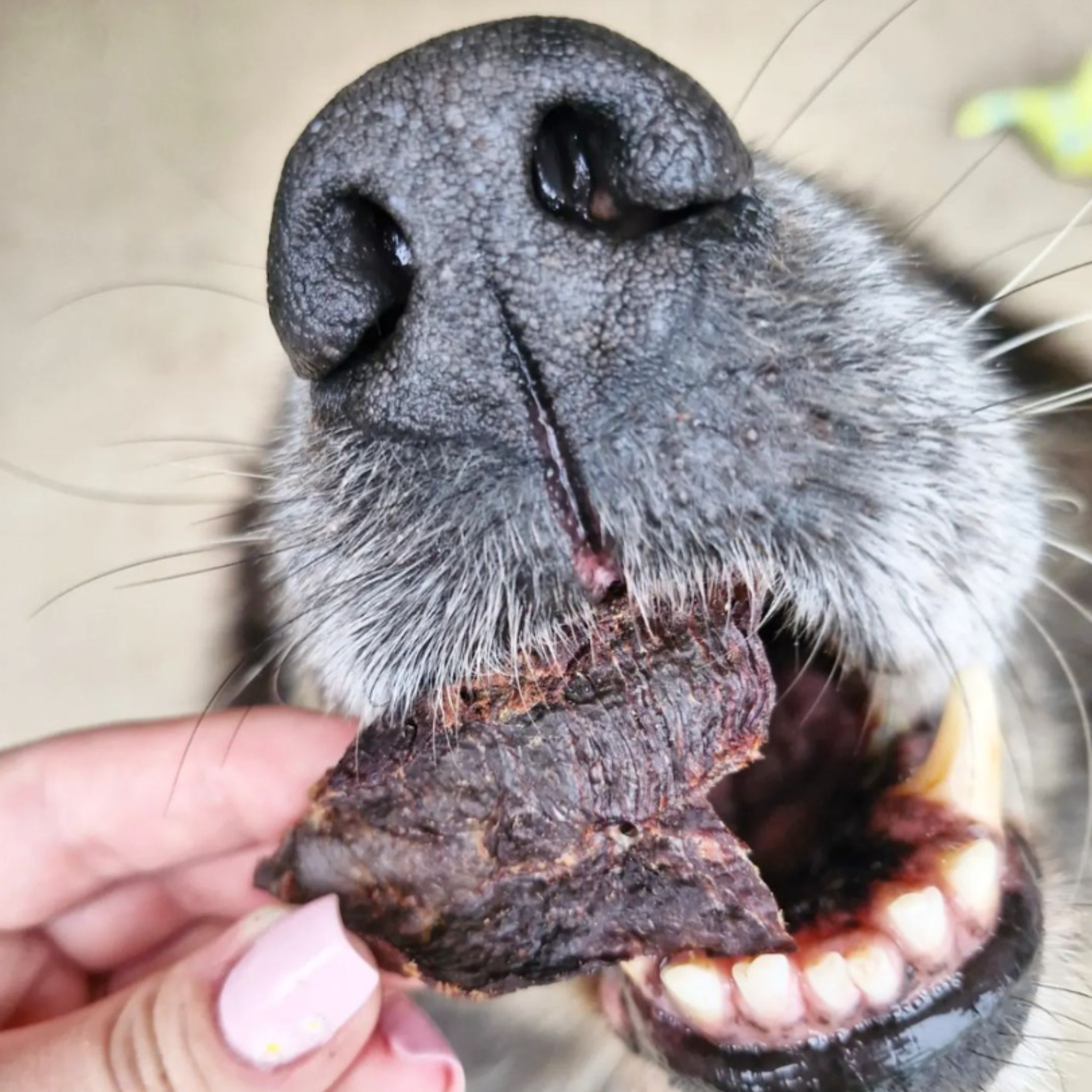 Dog enjoying dehydrated emu strips, healthy single-protein dog treat high in iron and vitamin B12.