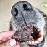 Dog enjoying dehydrated emu strips, healthy single-protein dog treat high in iron and vitamin B12.
