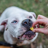 Dog enjoying pumpkin treats for dogs, natural dog treats made with pumpkin.
