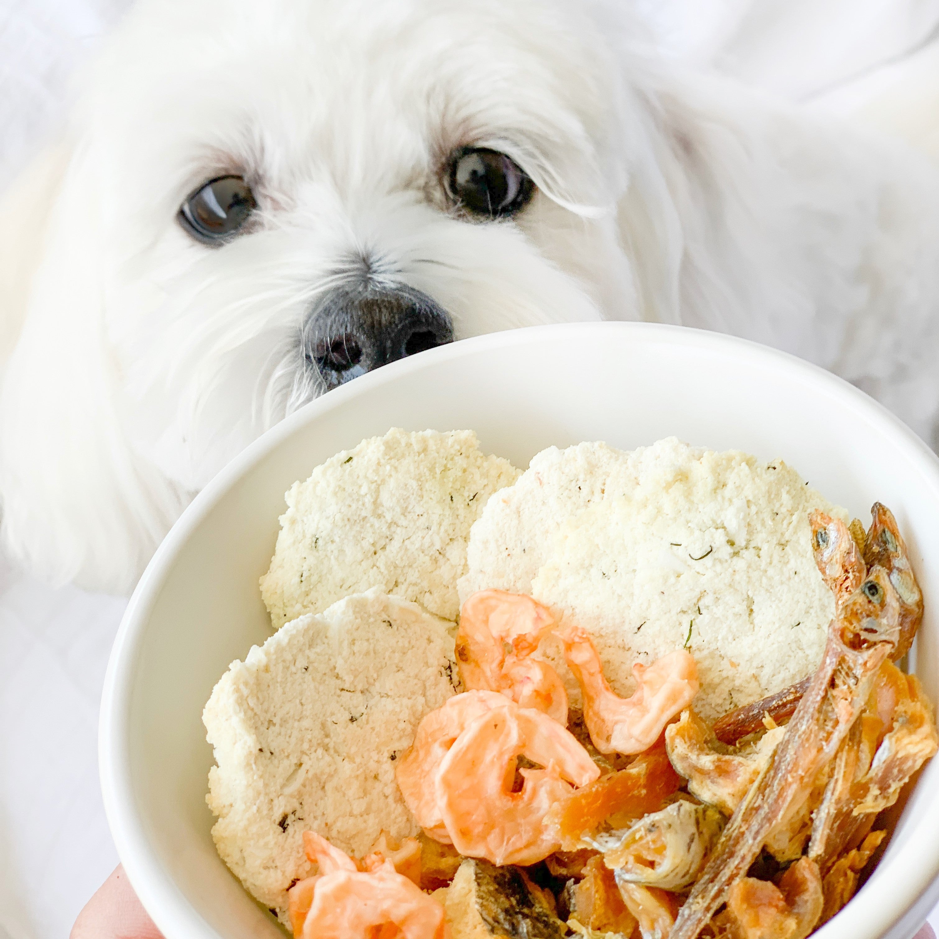 Dog eyeing bowl of Fish, Coconut & Dill Thins, healthy fish treats paired with nutritious meal.