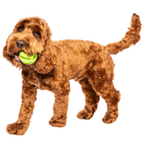 Dog holding green dog toy treat ball in mouth interactive treat ball dog toy for active play