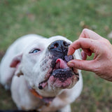 Dog licking heart-shaped blueberry chia treat during training outdoors.