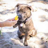 Dog on beach sniffing yellow cookie, cooling summer treats for dogs.