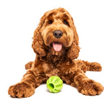 Dog playing with green dog treat ball toy fun interactive dog toy treat ball for enrichment