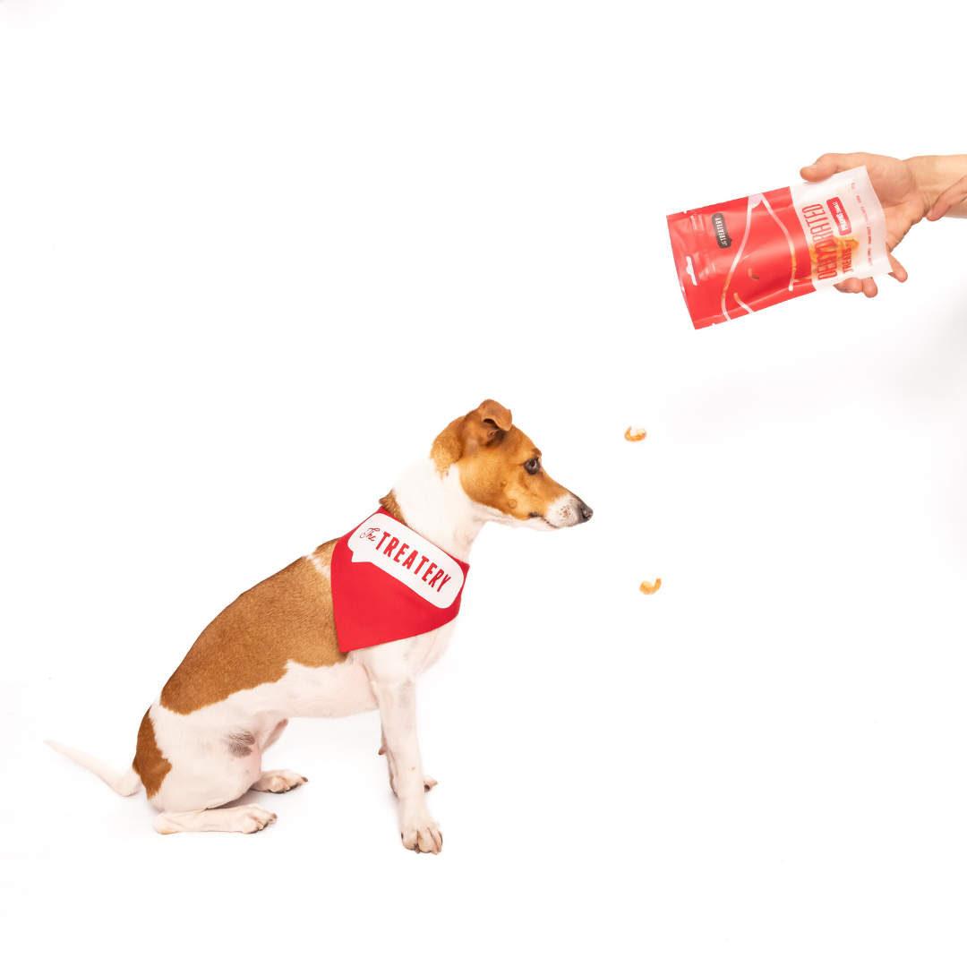 Dog wearing red bandana catching prawn treats for dogs from The Treatery bag.