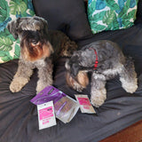 Dogs with Treatery chicken and parsley dog treats on a couch.