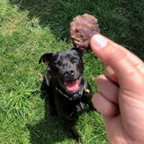 Excited black dog looking at Kangaroo, Sweet Potato & Turmeric Dog Treat Thins in hand