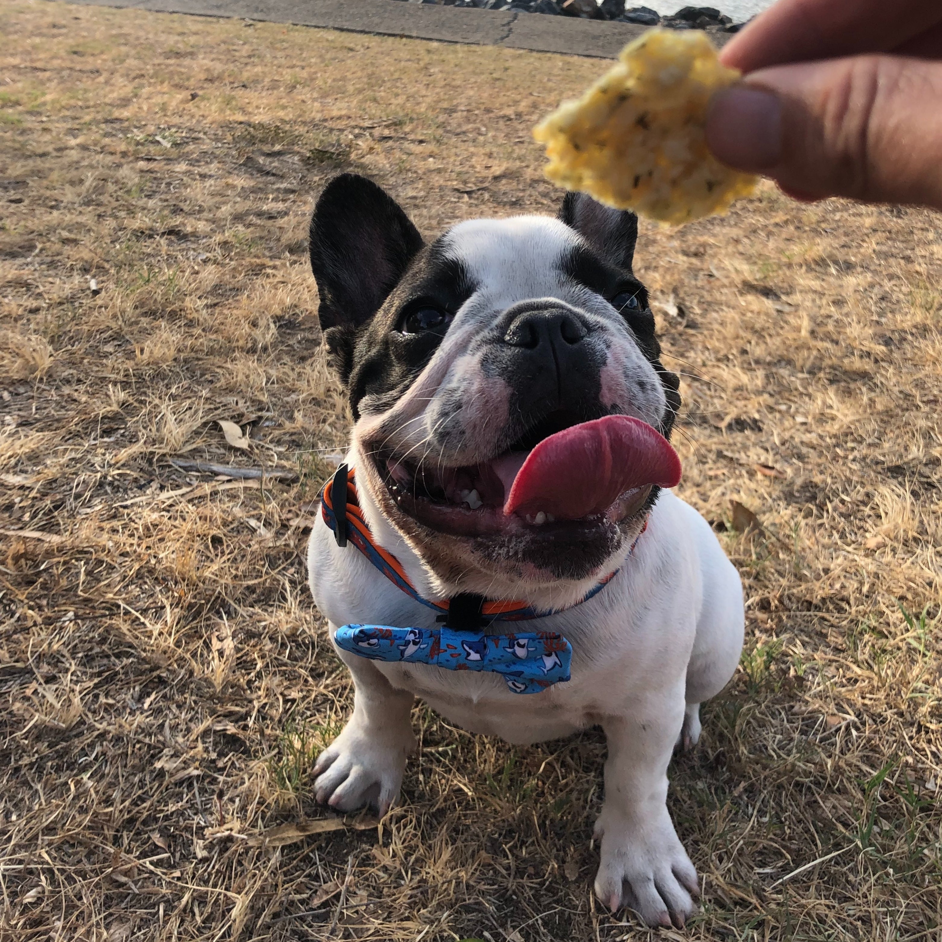 Happy dog waiting for Fish, Coconut & Dill treats, natural fish-based dog snacks with coconut.