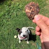 Happy dog waiting for Kangaroo, Sweet Potato & Turmeric Dog Treat Thins outdoors