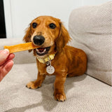 Small dog with Himalayan cheese dog chew, natural chew helps clean teeth and gums.