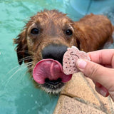 Wet dog tasting strawberry-shaped cookie, refreshing frozen dog treats for summer.