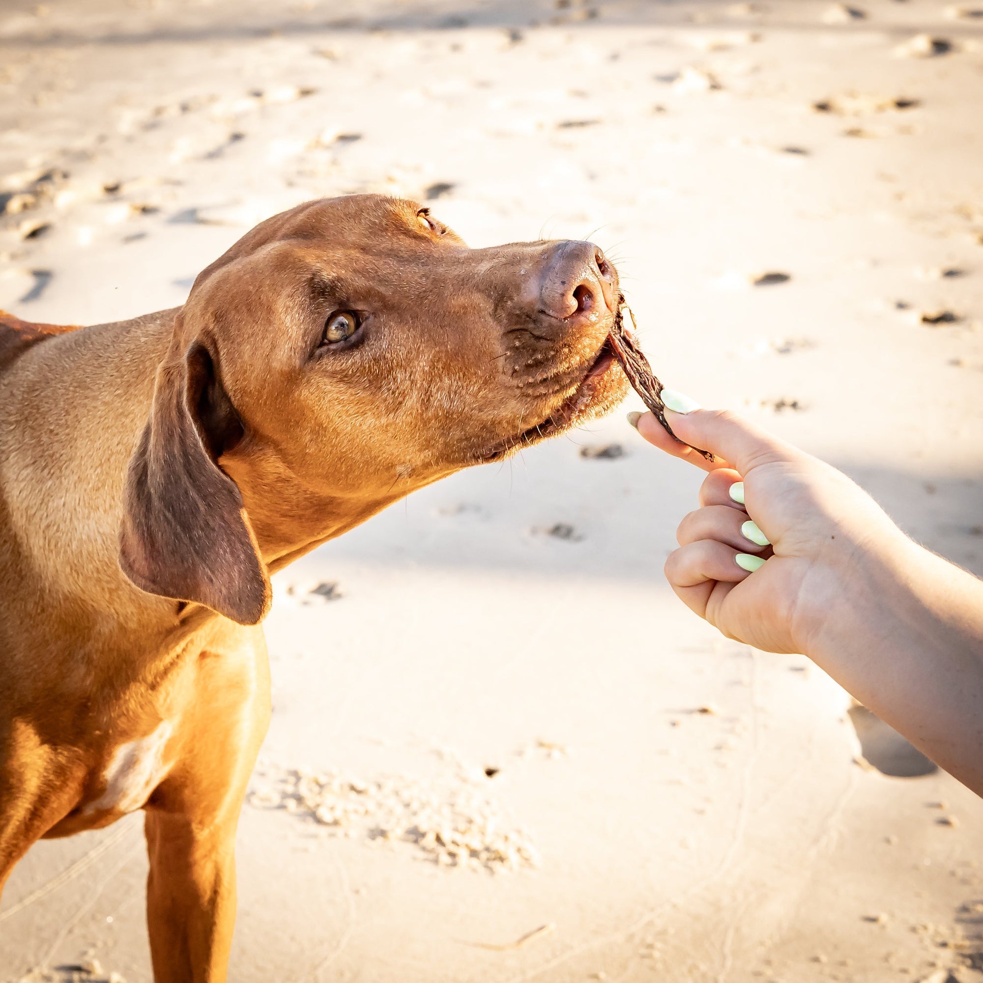 Medium-sized dog eating a dental chew stick to help reduce plaque buildup.