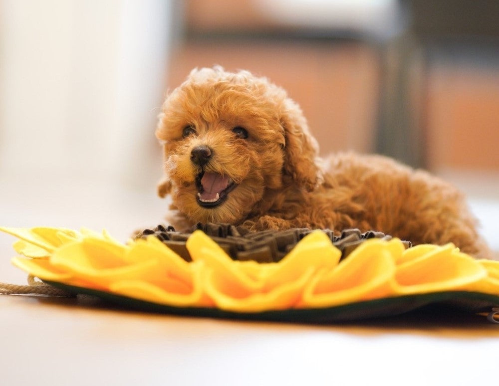 Small cavoodle dog on The Treatery enrichment snuffle mat eating healthy Australian dog treats 