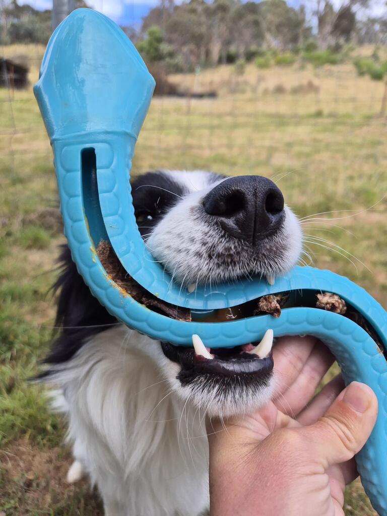 Dog chewing a treat dispenser toy to release small treats during playtime