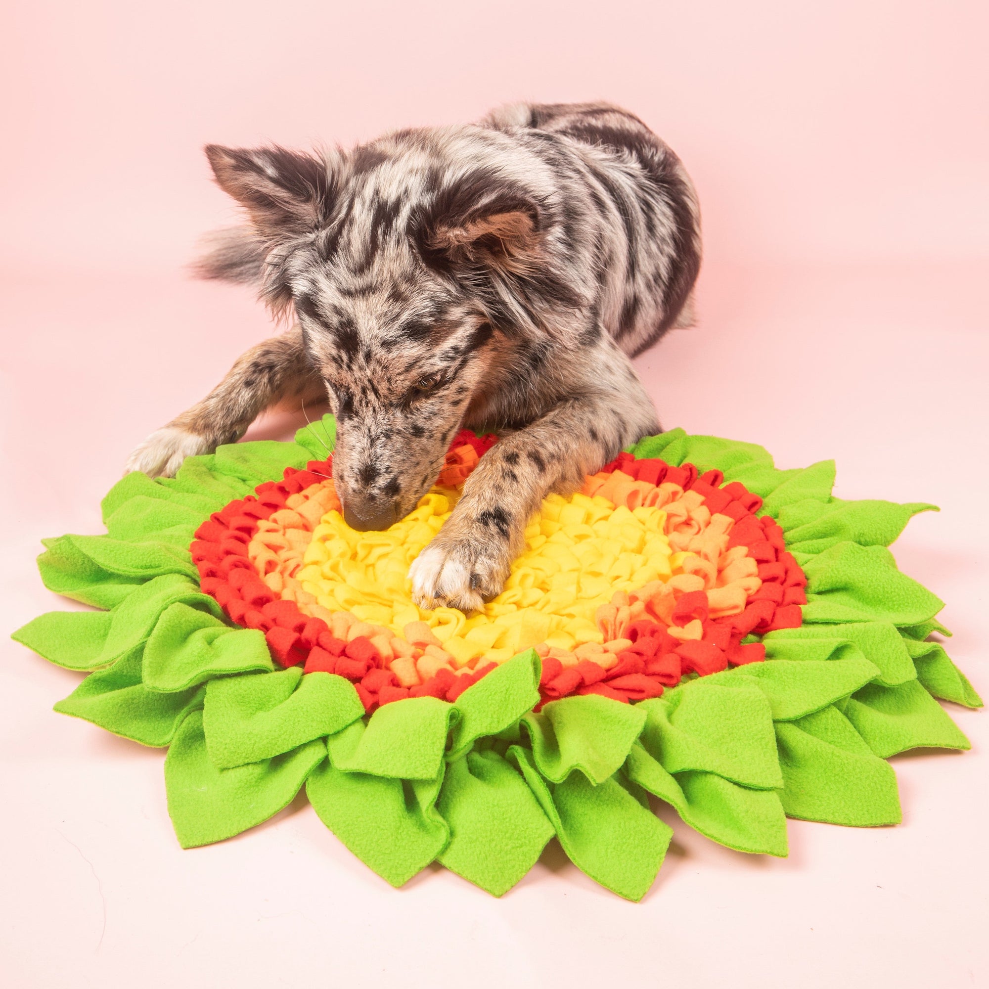 Medium sized dog enjoys playing with a large snuffle mat in the shape of a flower