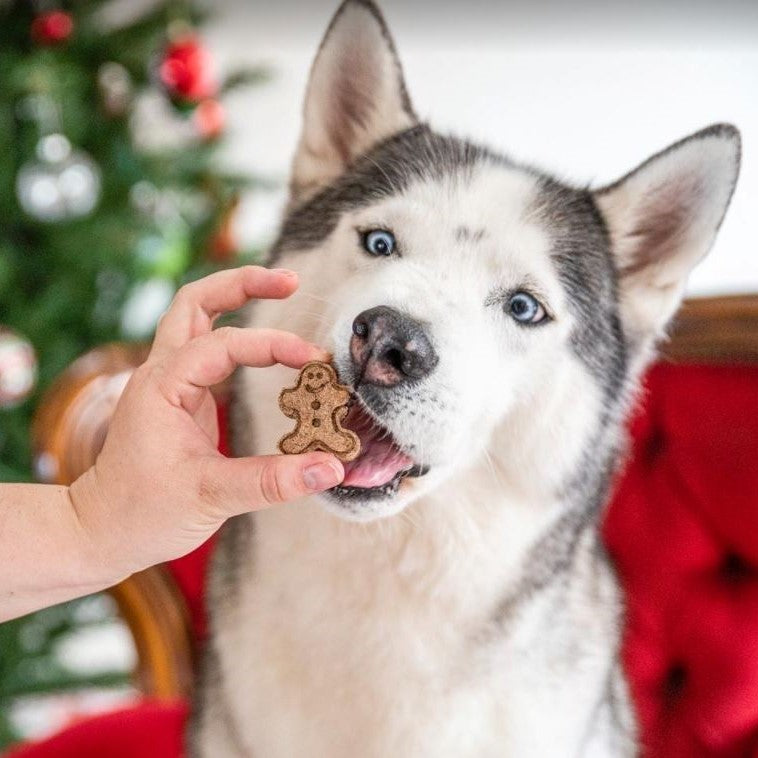 Husky dog with Christmas Baked Cookies treats from The Treatery, Christmas tree in the background