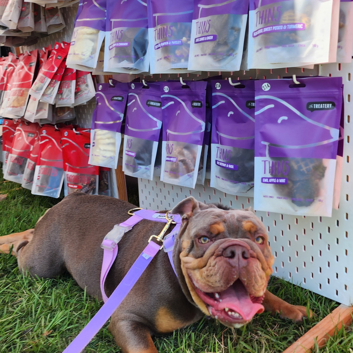 5 Red Flags in Dog Treats Every Pet Parent Should Know