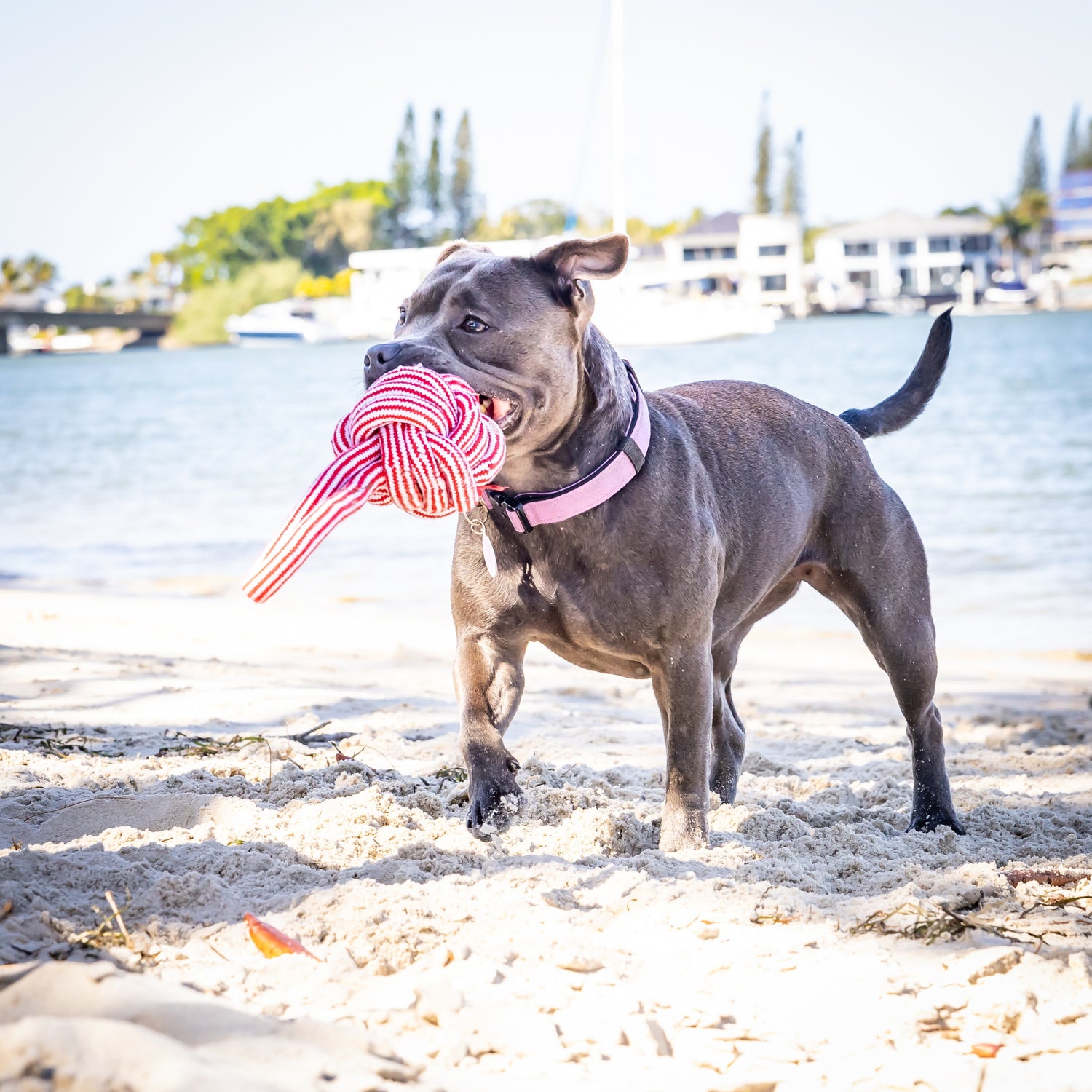 Grip &amp; Tug Fist Rope Dog Toy