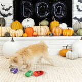 Spooky Brew Halloween Bottle Dog Toy