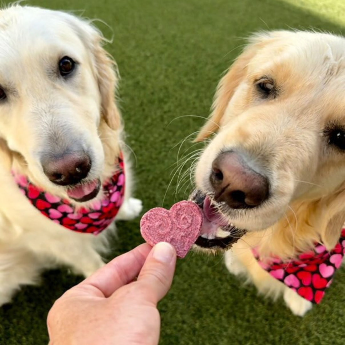 Love At First Bite Valentine&