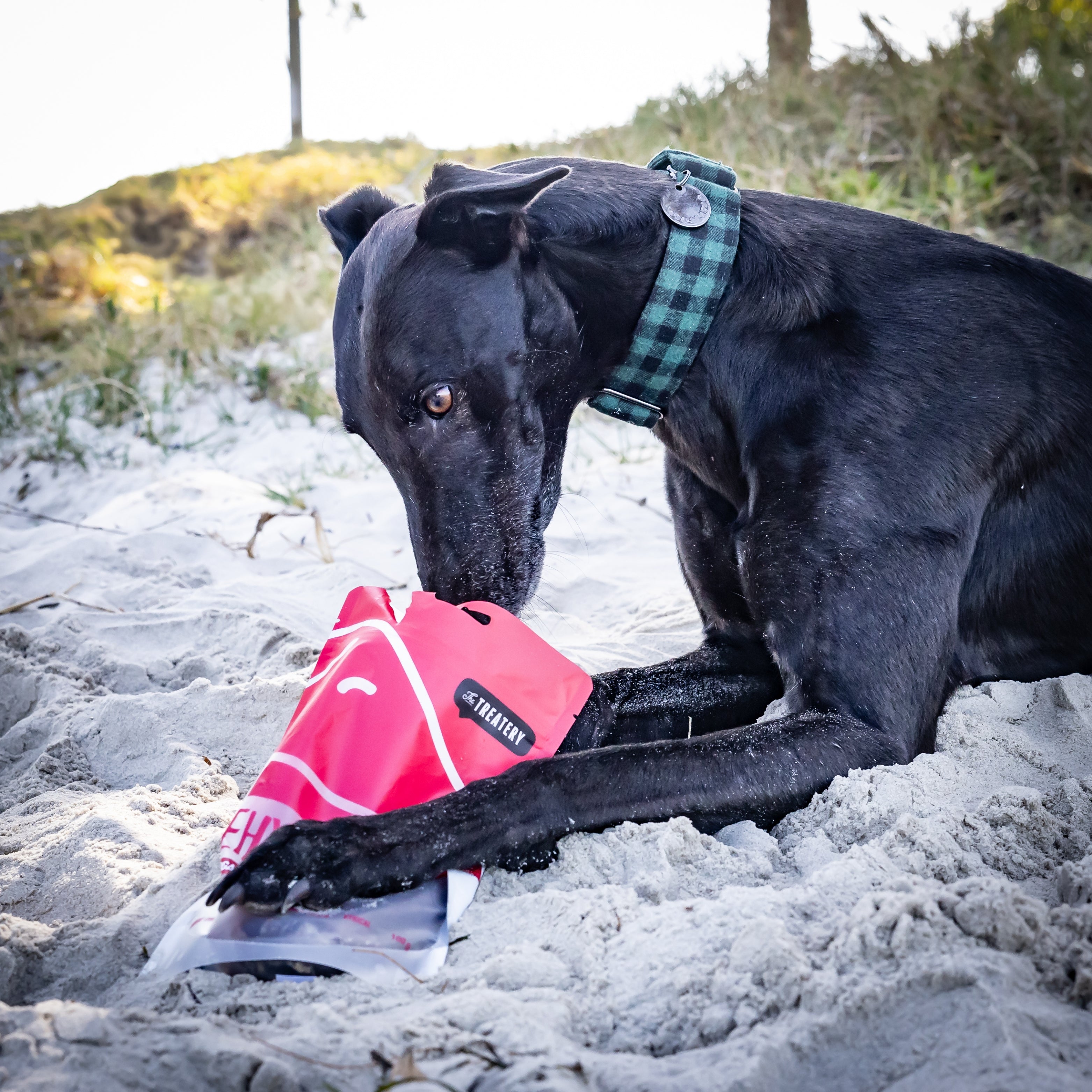 Black dog enjoying dehydrated duck strips dog treats on the beach from The Treatery