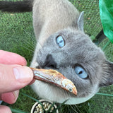 Cat sniffing natural anchovies for dogs and cats rich in omega 3 fish treats