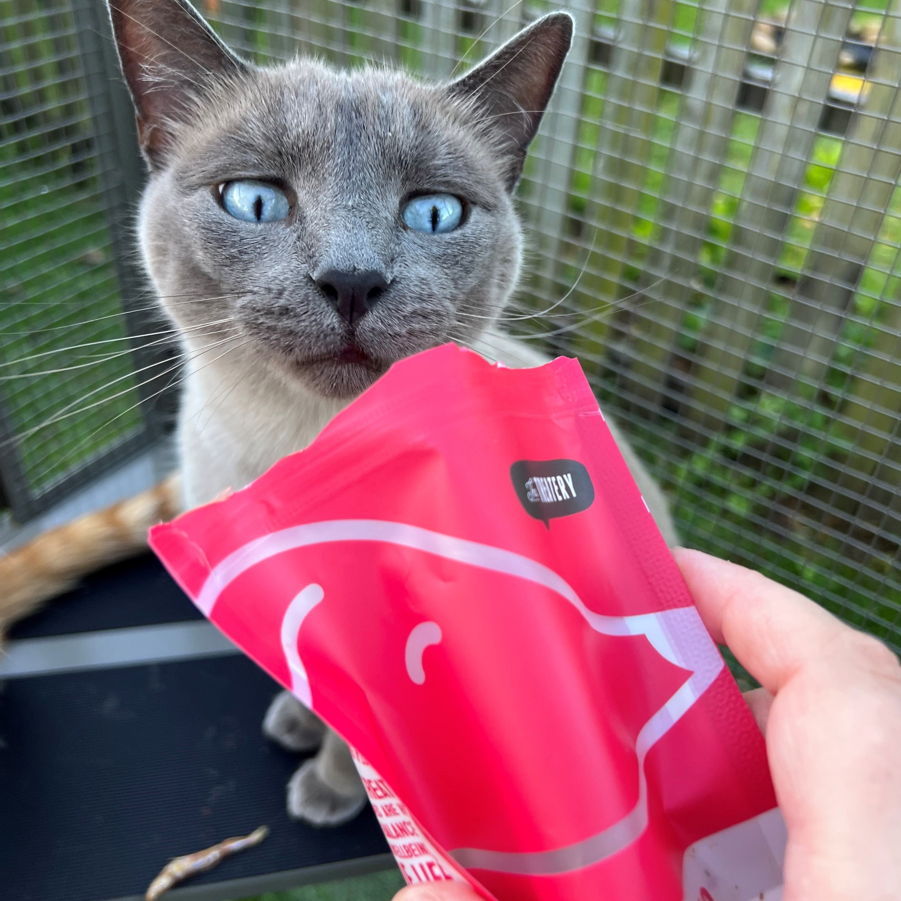 Cat with The Treatery dehydrated fish dog treats anchovies high protein snack