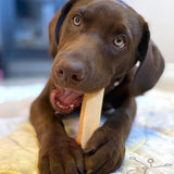 Chocolate lab enjoying a Himalayan dog chew, the best Himalayan cheese dog chew for strong teeth.