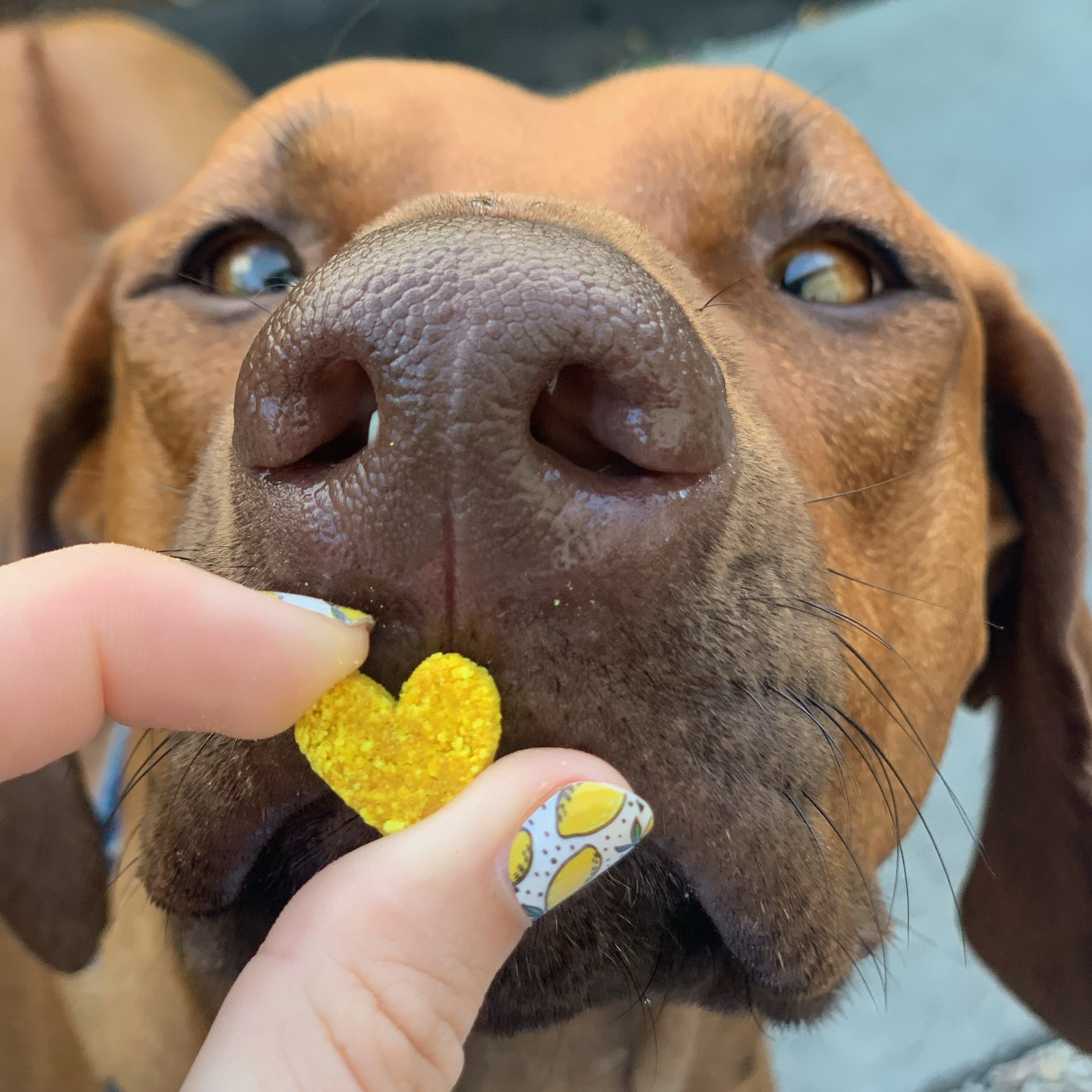 Close-up of dog about to eat turmeric cookies for dogs.