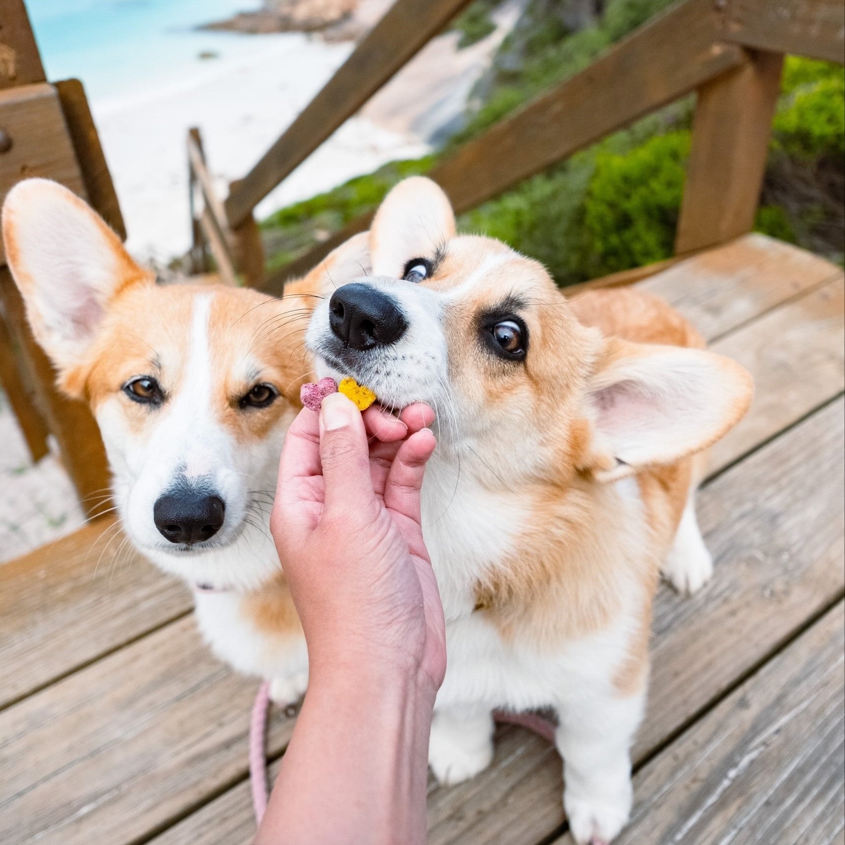 Corgis enjoying sweet potato turmeric dog treats during playtime.
