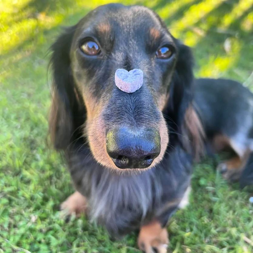 Dog balancing blueberry chia dog treats Australia on its nose outdoors.