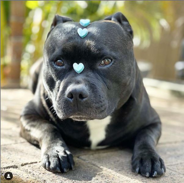 Dog balancing spirulina treats shaped like hearts on head.