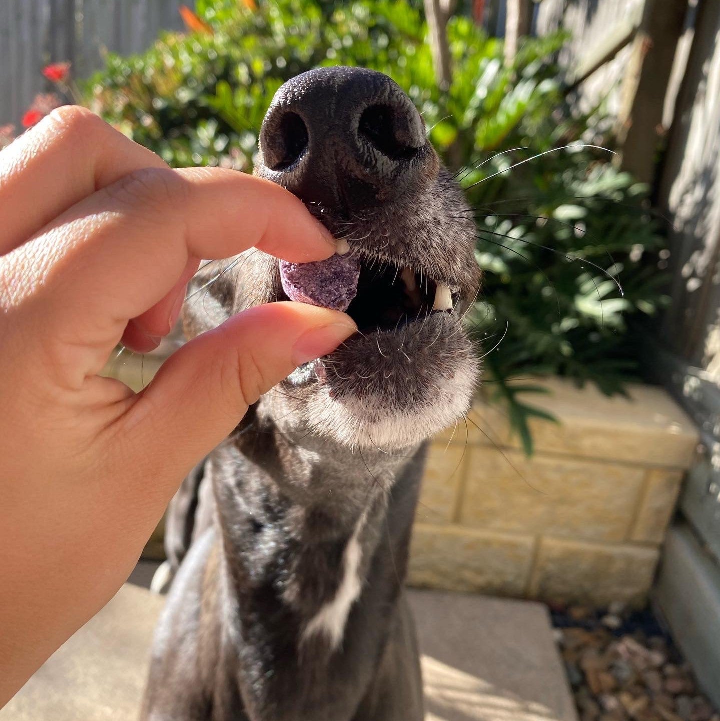 Dog being fed blueberry dog treats outdoors on a sunny day.