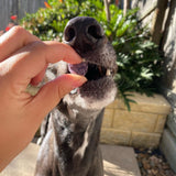 Dog being fed blueberry dog treats outdoors on a sunny day.