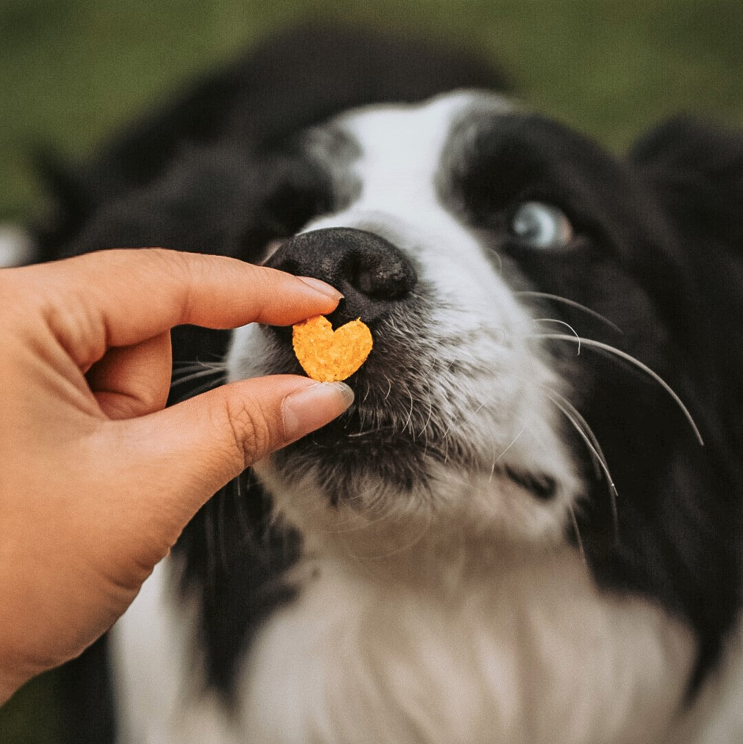 Dog being offered sweet potato dog cookies shaped like hearts.