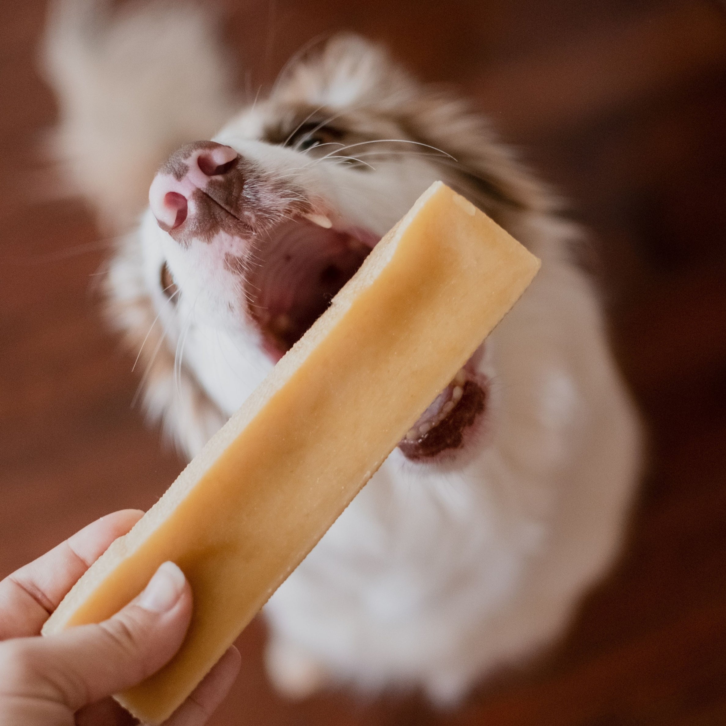 Dog biting Himalayan dog chew cheese stick, natural himalayan chews for dogs for dental health.