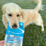Dog carrying Blueberry Frostbite Baked Cookies pack in mouth while playing on grass.