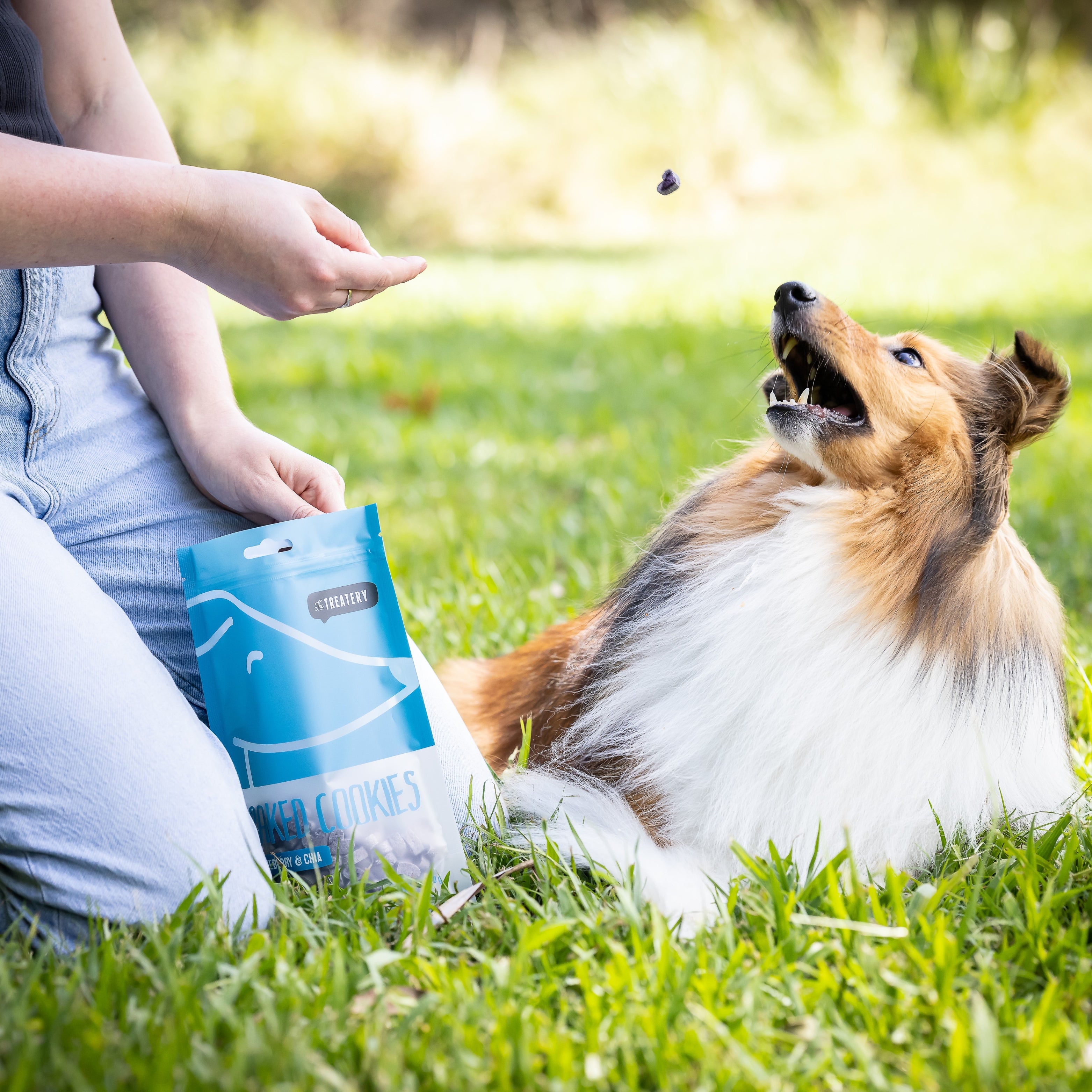 Dog catching grain free blueberry dog cookies during outdoor training session.