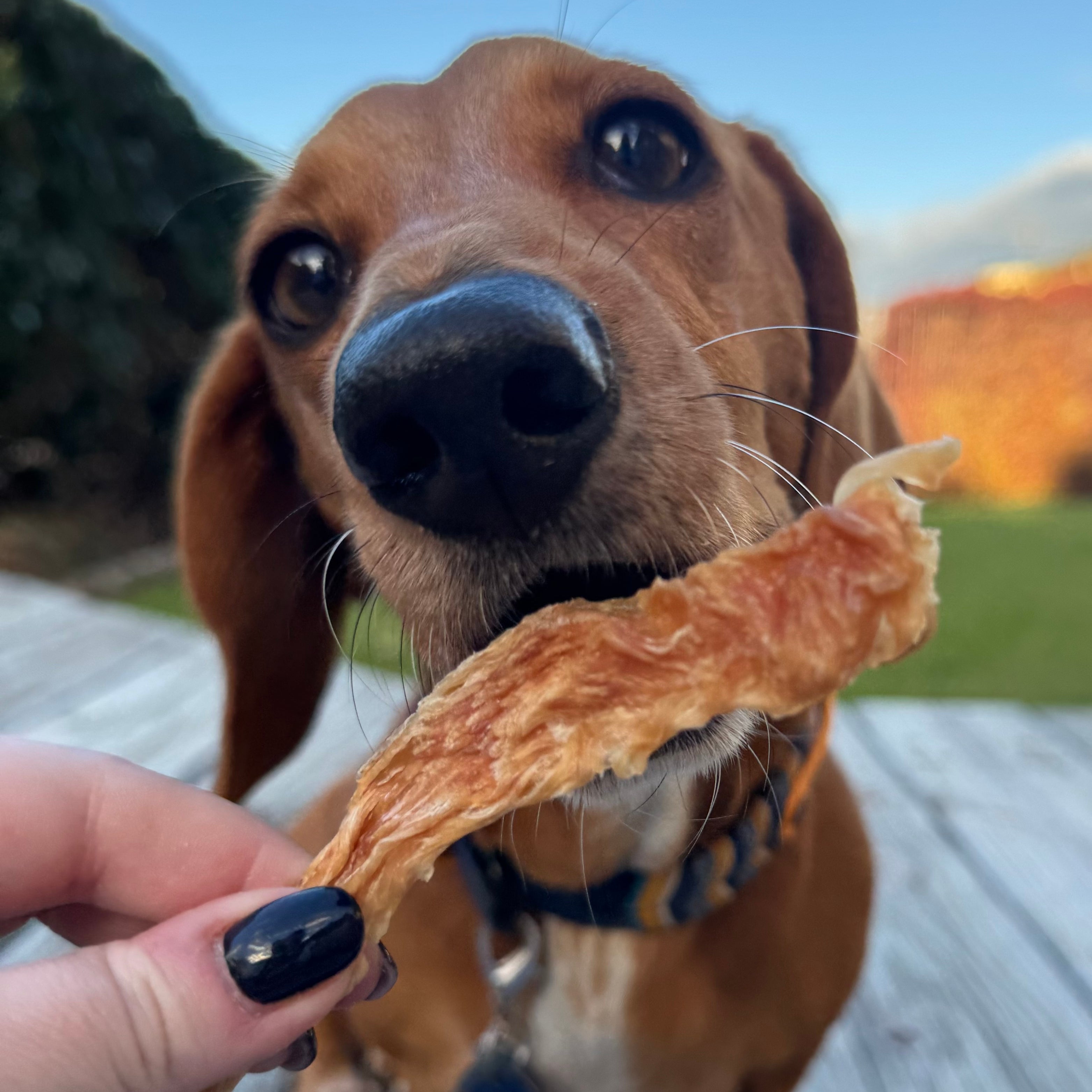 Dog eating Manuka chicken treat natural immune support dog treat healthy reward snack