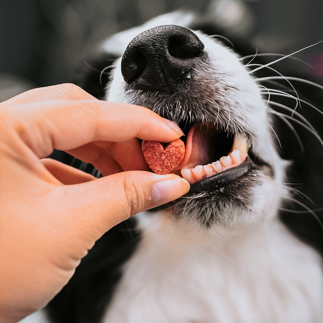 Dog eating crunchy beetroot biscuits for dogs from hand.
