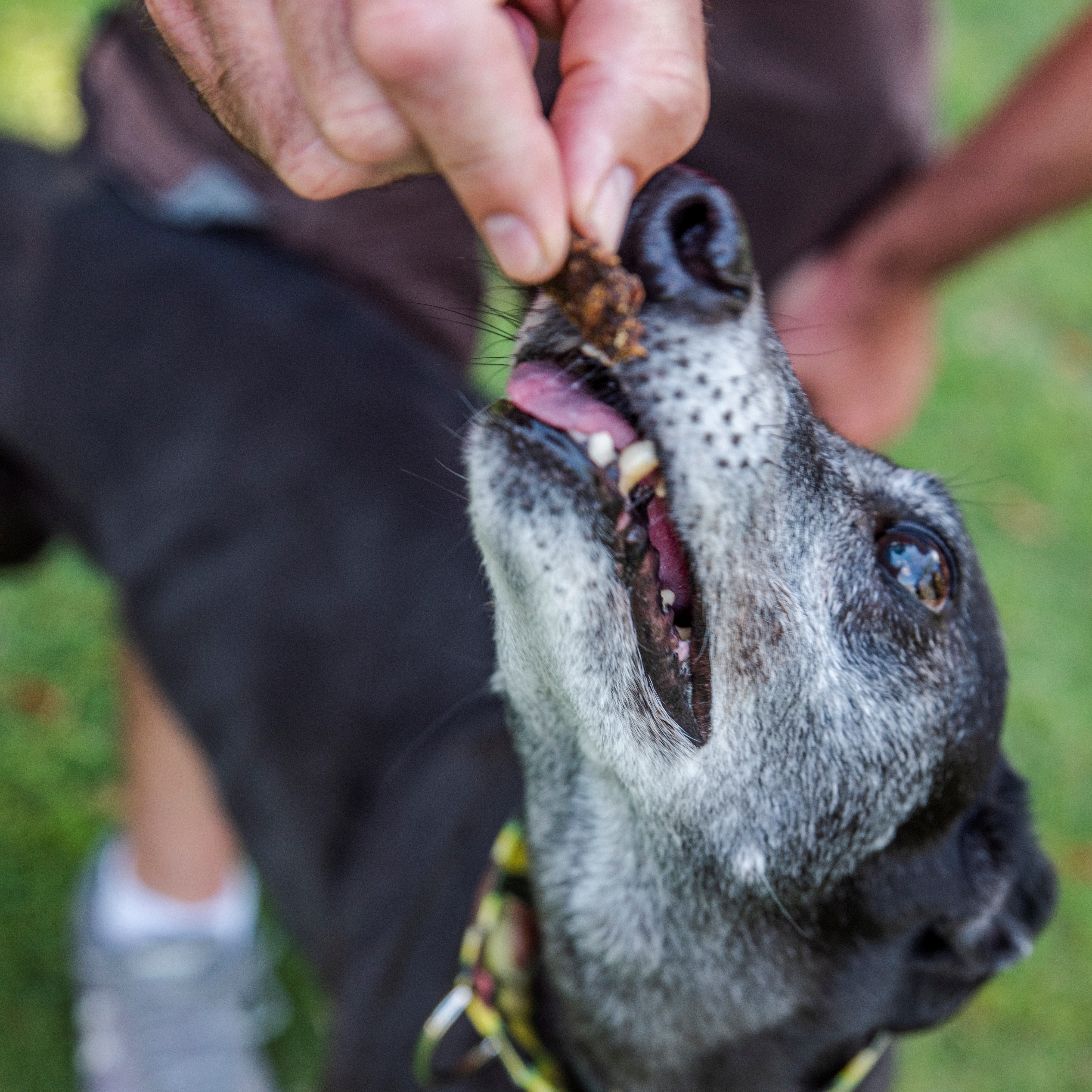 Dog eating dehydrated turkey for dogs, healthy protein-rich dehydrated turkey dog treats.