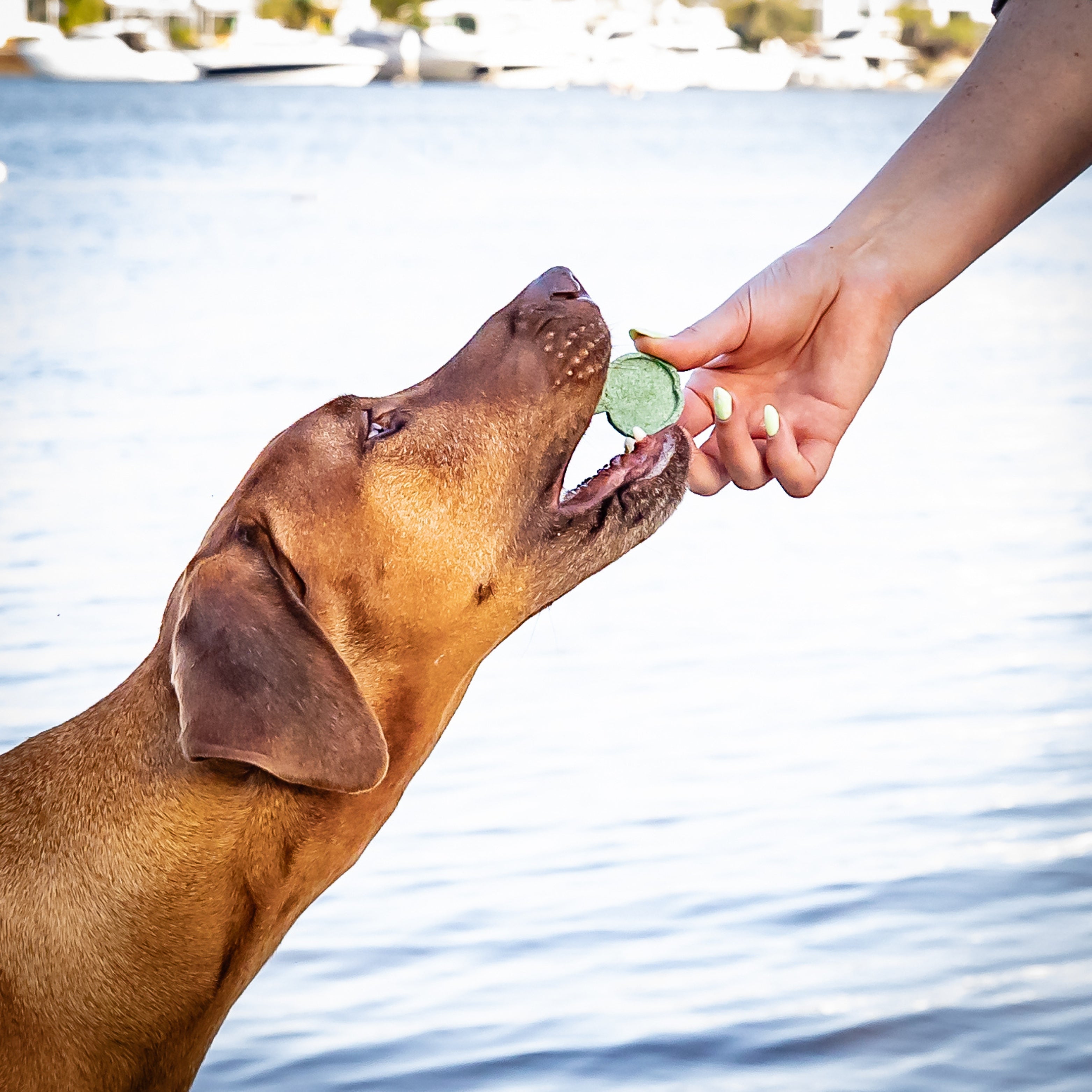 Dog eating green cookie near water, natural summer dog treats.